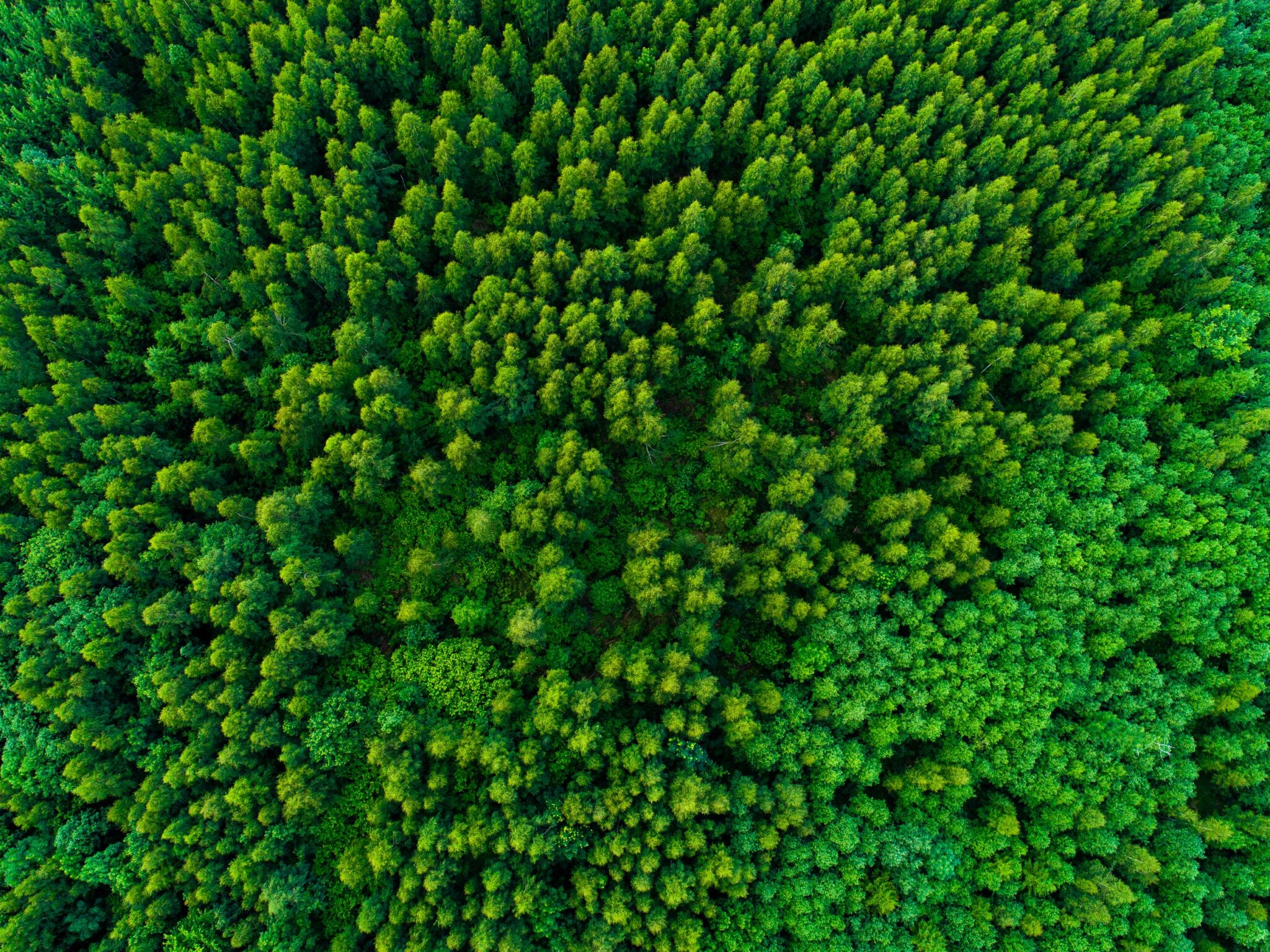 DJI_0224